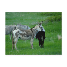 Wild Burros South Dakota Carte postale