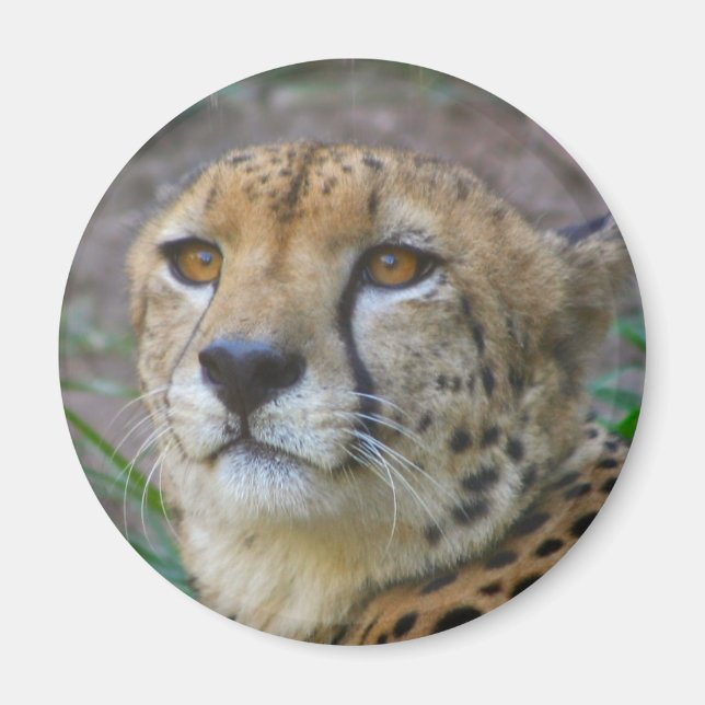 Wild Cheetah Magnet (Devant)