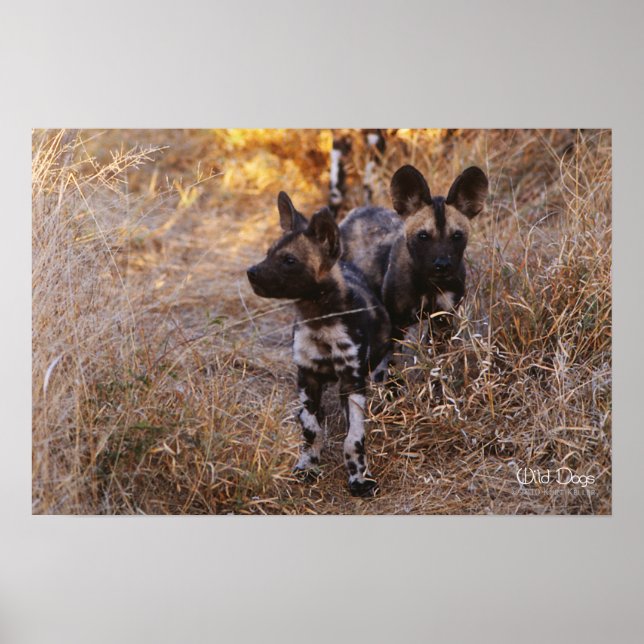Wild Dogs Poster and Print (Devant)