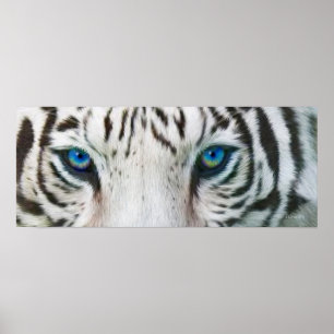 Wild Eyes - Poster d'art de tigres blancs ou impri