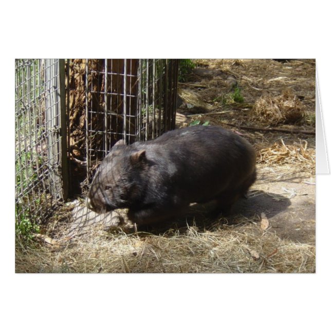 Wild For Wombats (Devant horizontal)