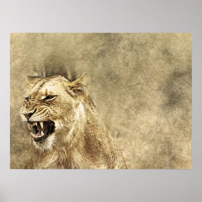 Wild Lion Safari Jungle Oeuvre photo Poster (Devant)