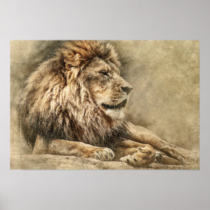 Wild Lion Safari Jungle Oeuvre photo Poster