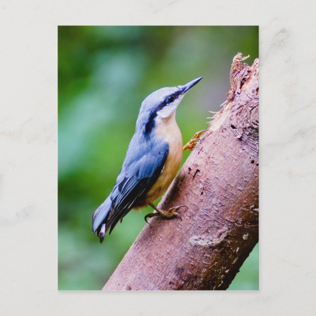 Wild Nuthatch In The Woods - Carte postale (Devant)