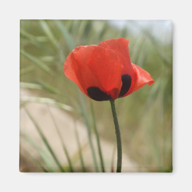 Wild Poppy Magnet (Devant)