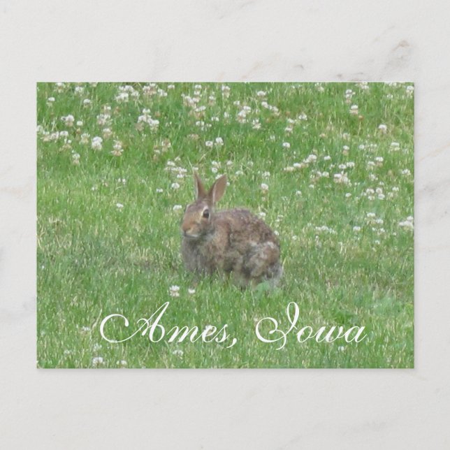Wild Rabbit Ames, Carte Postale Iowa (Devant)