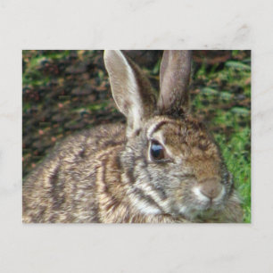 Wild Rabbit Up Close Carte postale