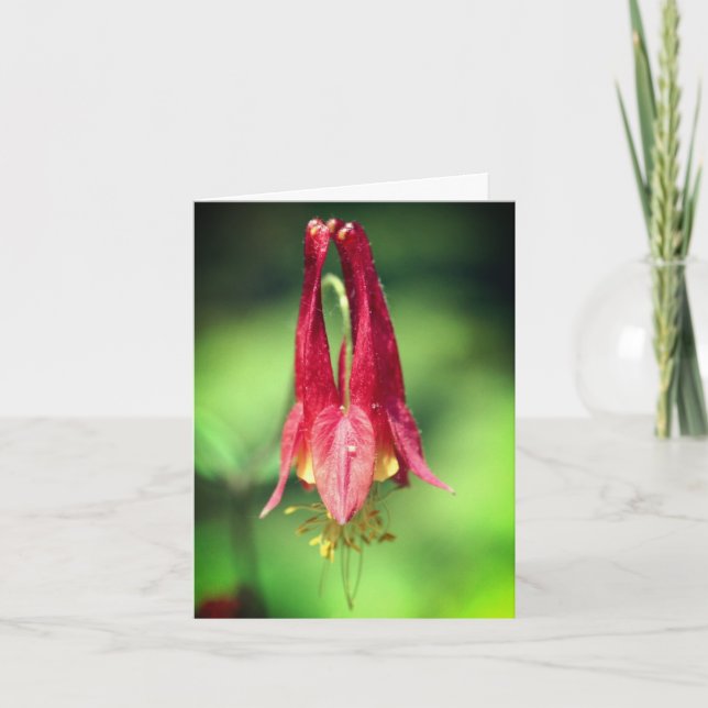 Wild Red Columbine Flower Photography  (Devant)