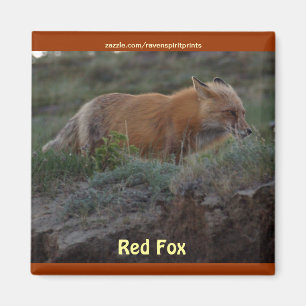 Wild Red Fox animal faune aimant amusant