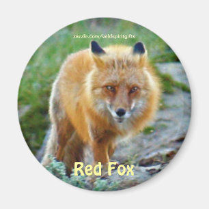 Wild Red Fox Vixen Wildlife Art Magnet
