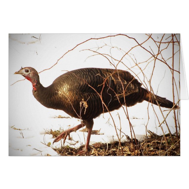 Wild Turkey Blank Card (Devant horizontal)