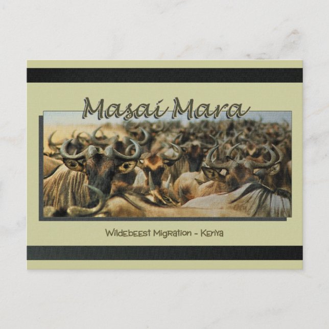 Wildebeest / migration gnu, cartes postales safari (Devant)