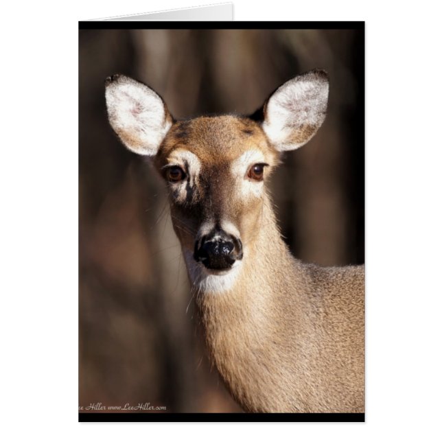 Wildlife Whitetail Deer Doe Portrait (Devant)