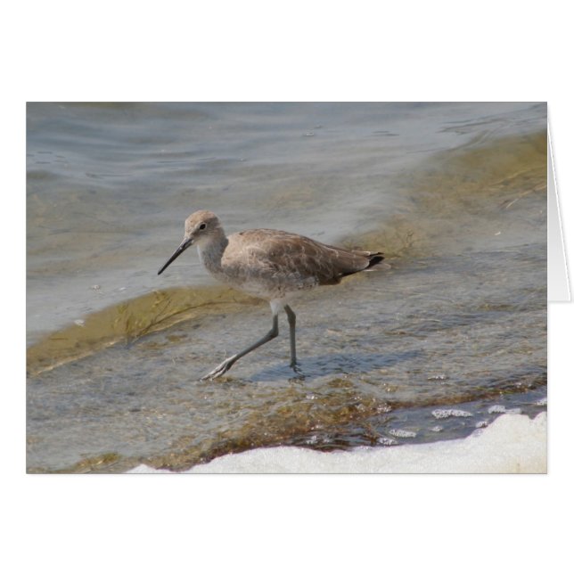 Willet Walking (Devant horizontal)