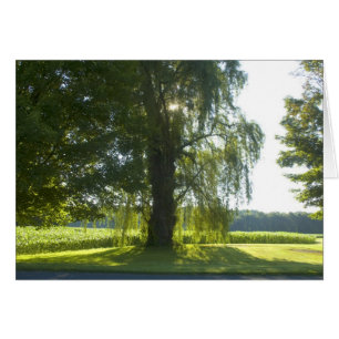 Willow du matin - Commencez la journée du soleil b