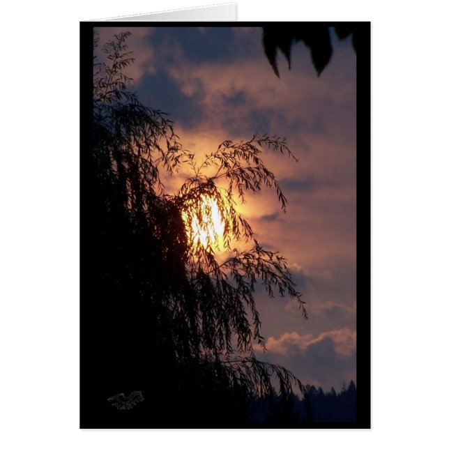 Willow pleuvoir à la carte Sunrise (Devant)
