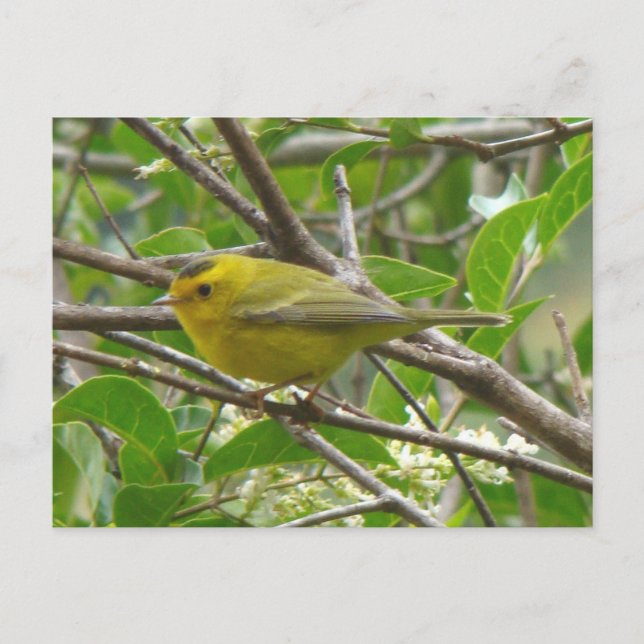 Wilson's Warbler 1 carte postale (Devant)