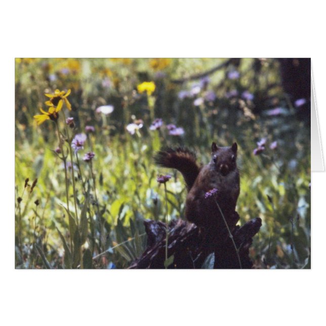 Wind_River_Range_Chickaree (Devant horizontal)