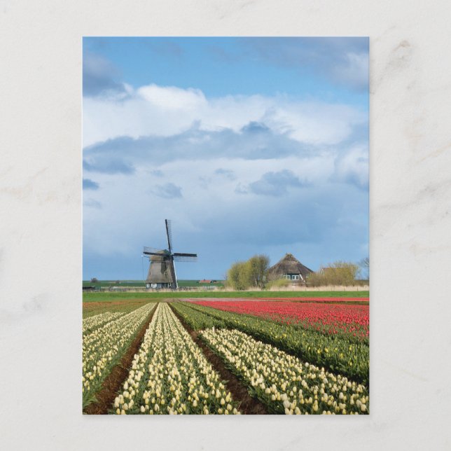Windmill et tulipe paysage carte postale verticale (Devant)