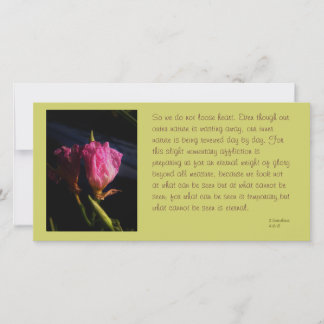 windows chats fleurs 018.JPG, Donc on ne regarde p