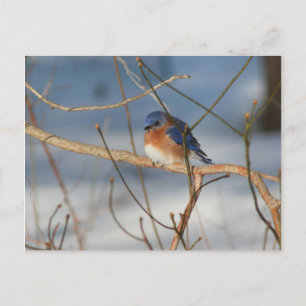 Winter Bluebird Nature Animal Photo Carte postale