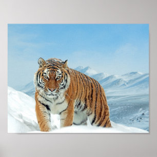 Winter Nature Photo Poster des Monts Tiger Neige