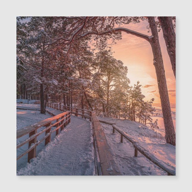 Winter sunset in pine forest near sea (Devant)