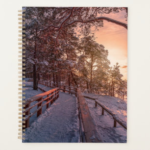 Winter sunset in pine forest near sea