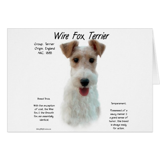 Wire Fox Terrier Histoire; à propos de fil fox ter (Devant horizontal)