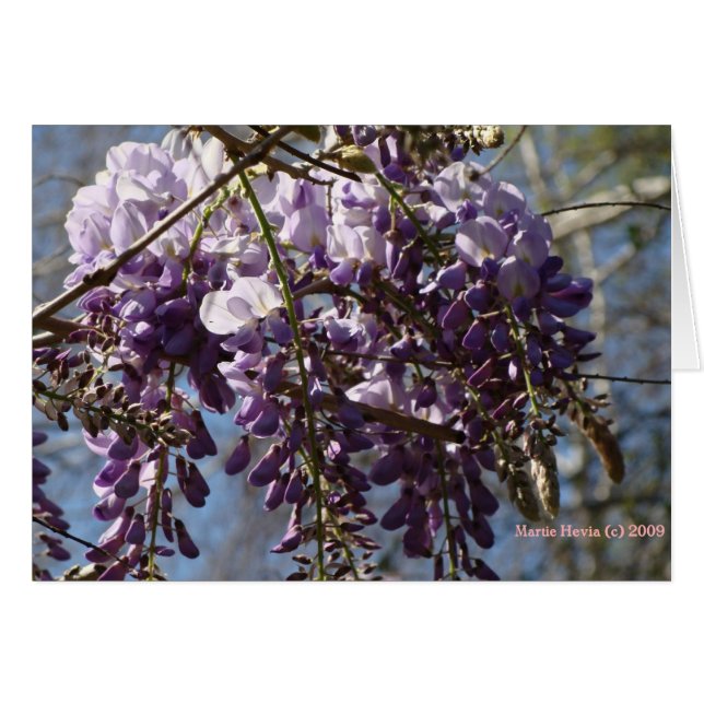 Wisteria (Devant horizontal)
