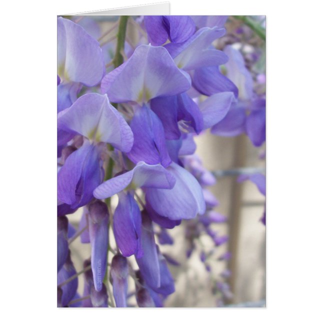 Wisteria (Devant)