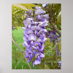 "Wisteria"... Impression des écritures