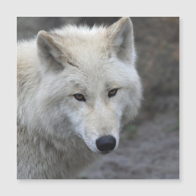 Wolf 001 (Devant)