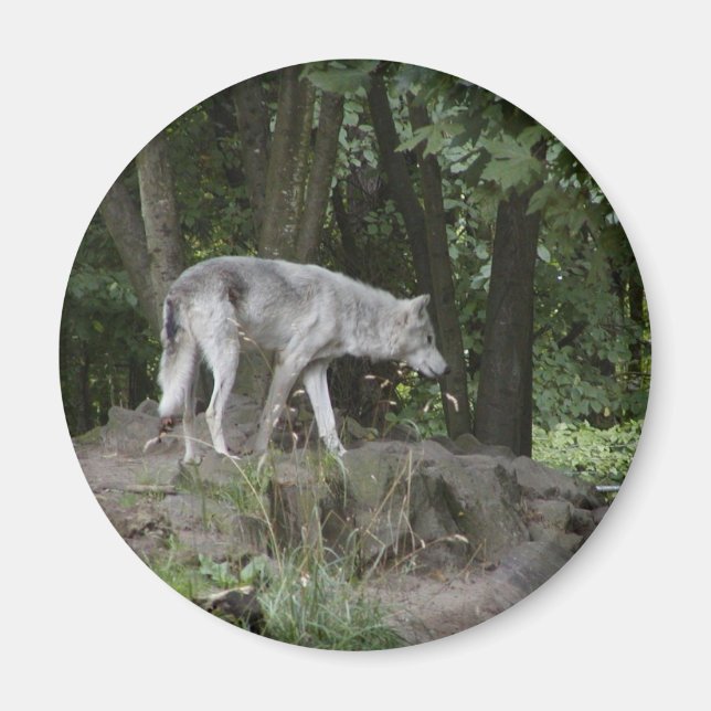 Wolf Magnet (Devant)
