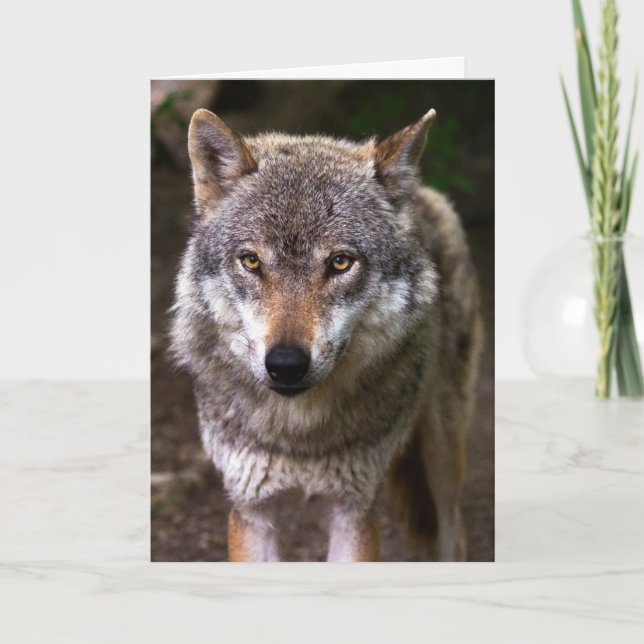 WOLF PHOTOGRAPHIE CARTE D'ANNIVERSAIRE (Devant)