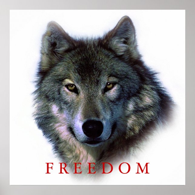 Wolf Portrait Carré Freedom Poster Imprimer (Devant)