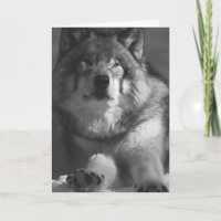 WOLF SNOW PHOTOGRAPHIE CARTE D'ANNIVERSAIRE