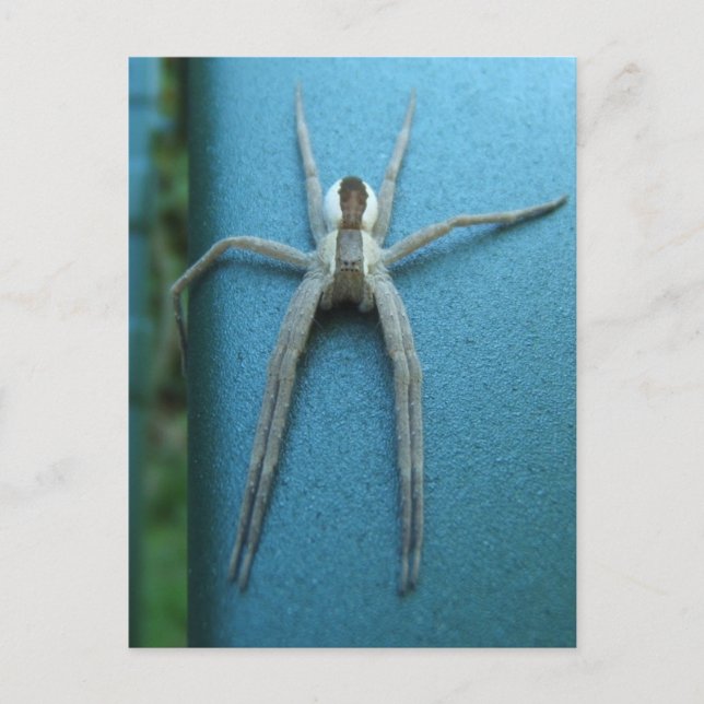Wolf Spider 165 ~ carte postale (Devant)