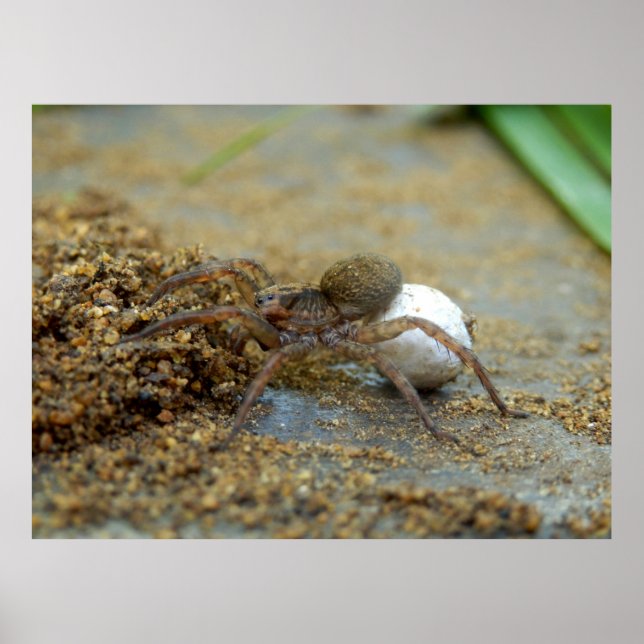 Wolf Spider With Egg Sac Poster (Devant)