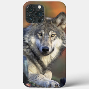 Wolf Wisdom iPhone / coque ipad