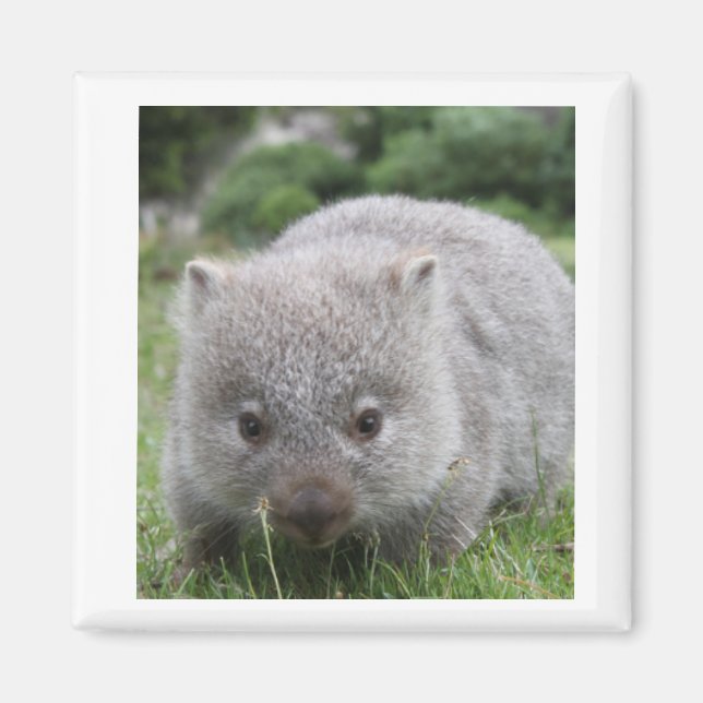 Wombat Magnet (Devant)
