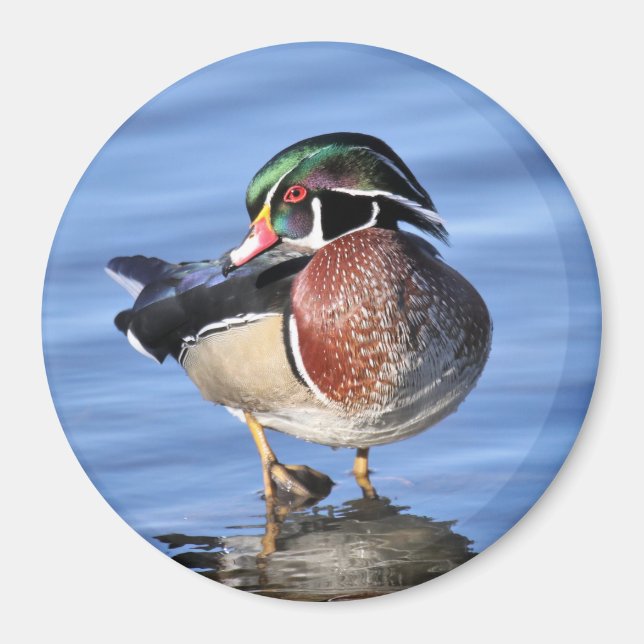 Wood Duck Magnet (Devant)