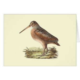 Woodcock américain (mineur de Rusticola)