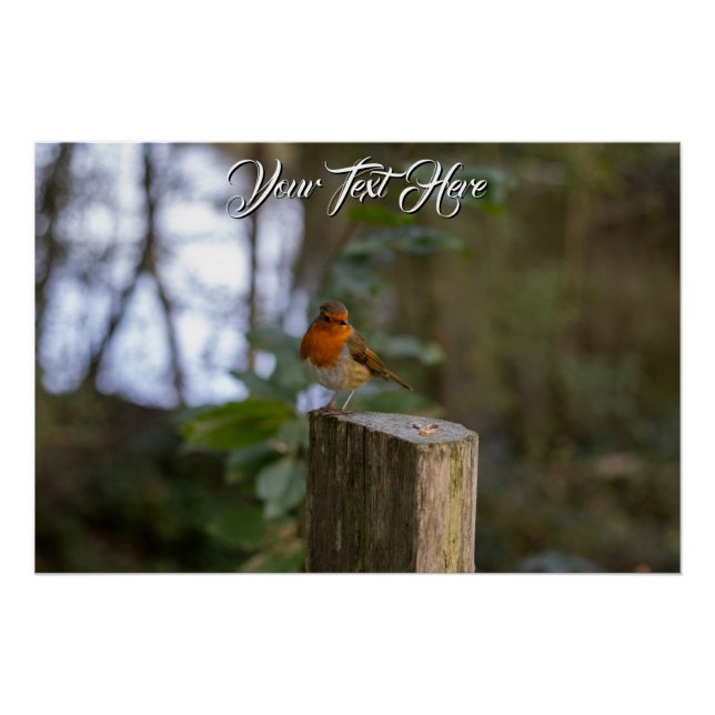 Woodland Robin Glossy Poster (Devant)