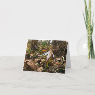 Woods Walking Inspirations Merci Cartes