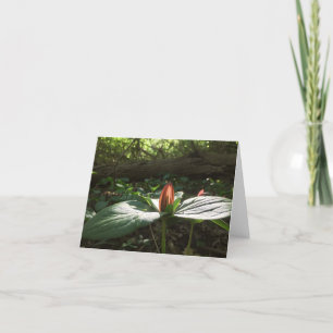 Woods Walking Trillium Merci Cartes