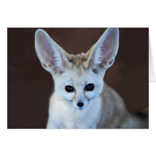 Worlest Cutest Fennec Fox