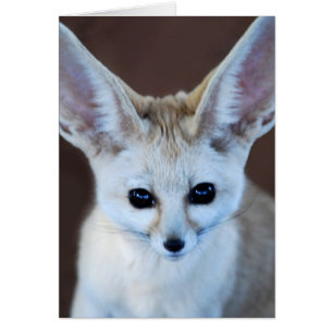 Worlest Cutest Fennec Fox