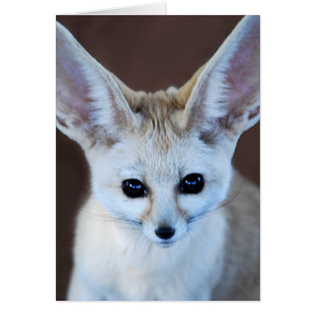 Worlest Cutest Fennec Fox (Devant)
