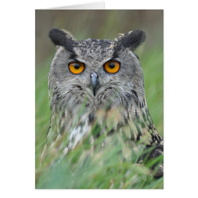 Wowl (Devant)